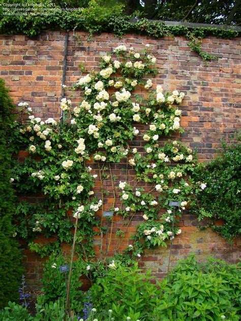 'Céline Forestier' Rose